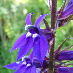 Lobelia x gerardii 'Vedrariensis'; Gerard'i lobeelia 'Vedrariensis'