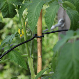 Taimetoestusrõngad - väikesed