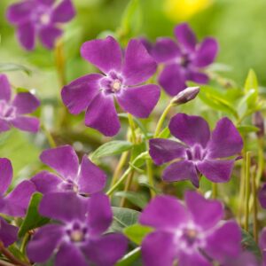 Vinca minor 'Atropurpurea'