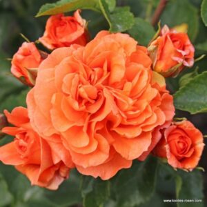 Orangerie® / Friedrichstadt-Rose