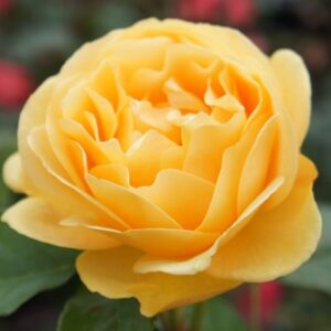 Absolutely Fabulous/ Anisade®