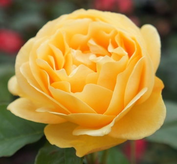 Absolutely Fabulous/ Anisade®