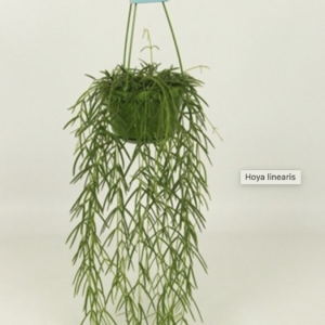 Hoya linearis UUS!
