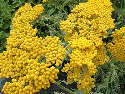 Achillea filipendulina 'Coronation Gold'