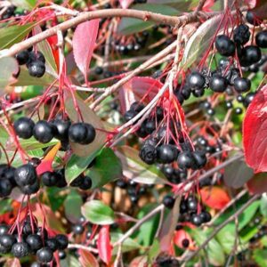 Aronia prunifolia 'Brilliant'