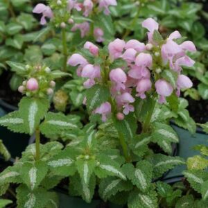 Lamium maculatum 'Shell Pink'; täpiline iminõges 'Shell Pink'