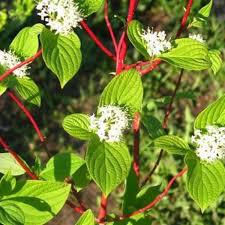 Cornus alba 'Sibirica'
