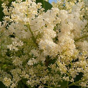 Syringa reticulata 'City of Toronto'