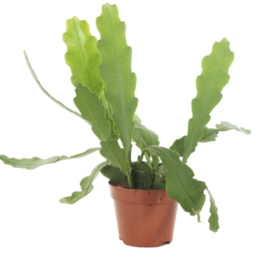 Epiphyllum "Beavertail"