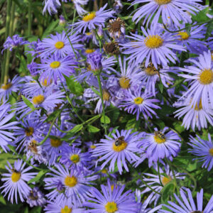 Aster x frikartii 'Mönch'
