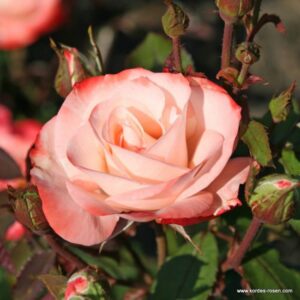 Auf die Freundschaft® -50%