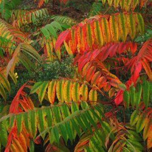 Rhus typhina