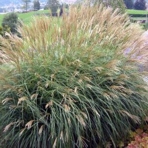 Miscanthus sinensis 'Adagio'; hiina siidpööris 'Adagio'