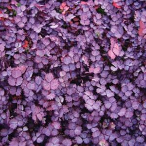 Acaena inermis 'Purpurea'