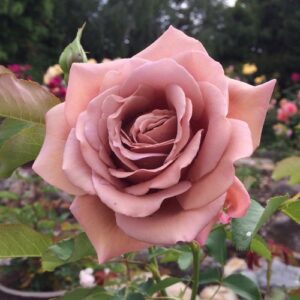 Koko Loco® / Soul Sister®