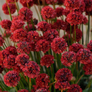 Armeria pseudarmeria 'Ballerina Red'