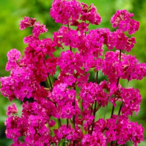 Lychnis viscaria 'Splendens'; harilik tõrvalill 'Splendens'