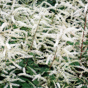 Aruncus 'Misty Lace'