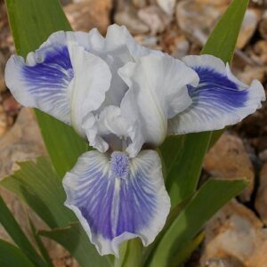 Iris 'Big Blue Eyes'; kääbusiiris 'Big Blue Eyes'