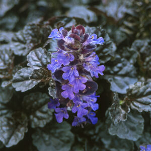 Ajuga reptans 'Black Scallop'