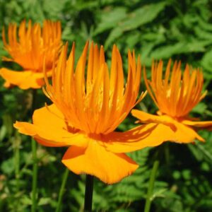 Trollius chinensis ‘Golden Queen'
