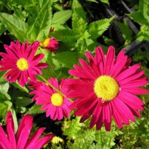 Tanacetum coccineum 'Robinson's Red'
