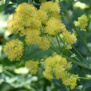 Thalictrum flavum var.glaucum