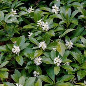 Pachysandra terminalis 'Green Carpet'; tipmine puksrohi 'Green Carpet'