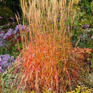 Miscanthus sinensis 'Ghana'; hiina siidpööris 'Ghana'