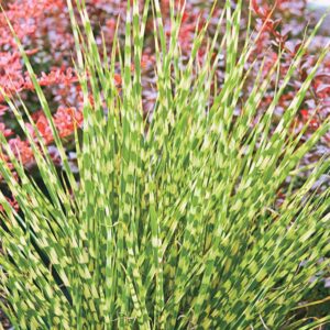 Miscanthus sinensis 'Zebrinus'; hiina siidpööris 'Zebrinus'