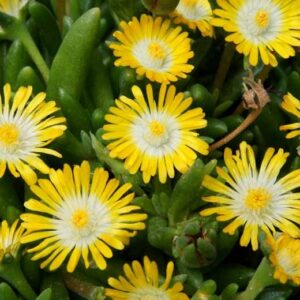 Delosperma 'Jewel of Desert Peridot'; maukleht 'Jewel of Desert Peridot'