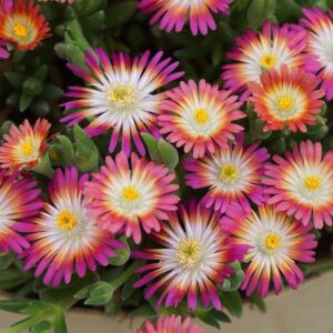Delosperma 'Jewel of Desert Ruby'; maukleht 'Jewel of Desert Ruby'