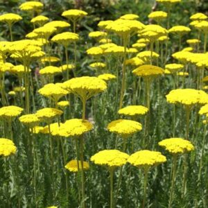 Achillea filipendulina 'Parker's Variety'