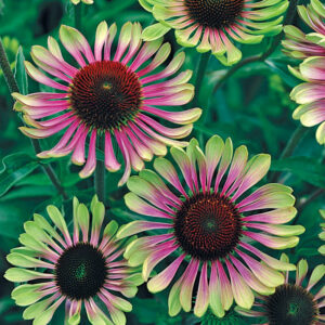 Echinacea purpurea 'Green Twister'; punane siilkübar 'Green Twister'