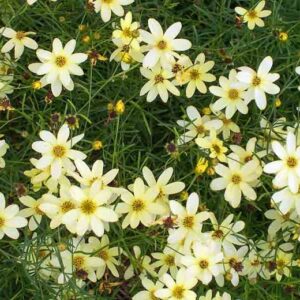Coreopsis verticillata 'Moonbeam'; männas-neiusilm 'Moonbeam'