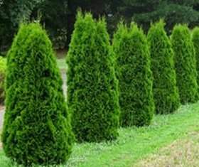 Thuja occidentalis 'Smaragd'