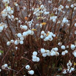 Symphoricarpos albus