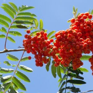Sorbus aucuparia