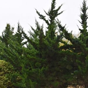 Juniperus virginiana 'Canaertii' UUS!