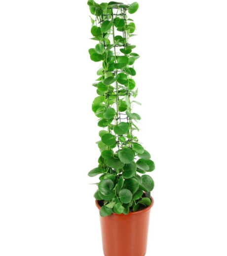 Cissus rotundifolia - Image 2