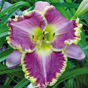 Hemerocallis 'Bestseller'; päevaliilia 'Bestseller'