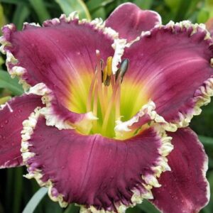 Hemerocallis 'Bettylen'; päevaliilia 'Bettylen'