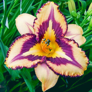 Hemerocallis 'Cryptic Message'; päevaliilia 'Cryptic Message'