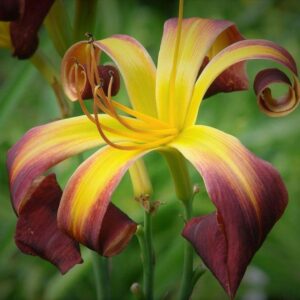 Hemerocallis 'Dancing on Air'; päevaliilia 'Dancing on Air'