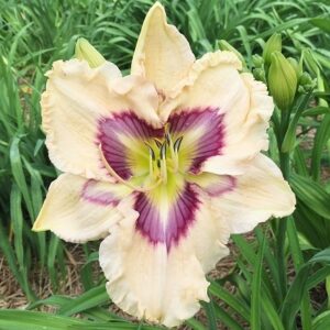 Hemerocallis 'Dragon Flight'; päevaliilia 'Dragon Flight