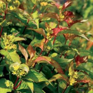 Diervilla rivularis 'Kodiak Orange' UUS!