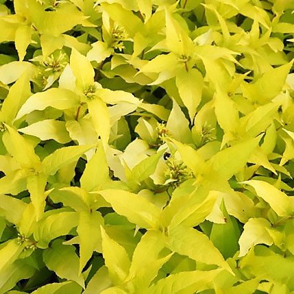 Diervilla rivularis 'Honeybee' UUS!