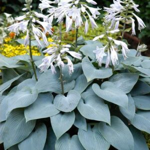 Hosta 'Bulletproof'; hosta 'Bulletproof'