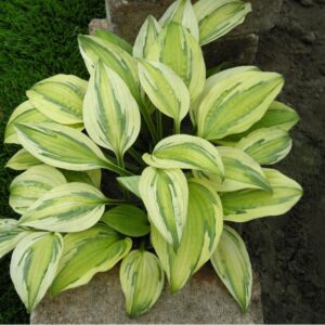Hosta 'Captain's Adventure'; hosta 'Captain's Adventure'