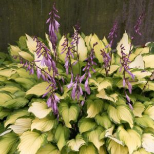 Hosta 'Lady Guinevere'; hosta 'Lady Guinevere'